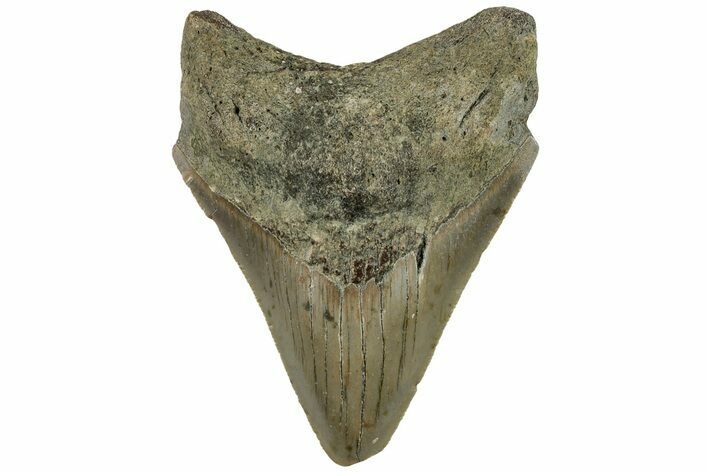 Fossil Megalodon Tooth - North Carolina #200680